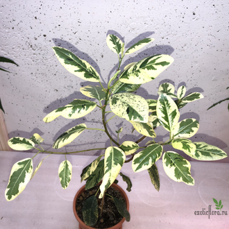 Ficus Rubiginosa variegata / фикус рубигиноза вариегатный