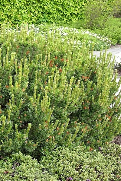 Сосна горная pumilio