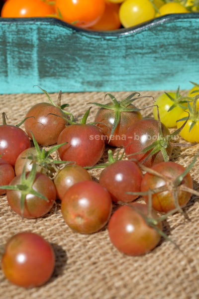 Томат черри Икра Черная, 10 шт
