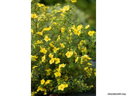 Лапчатка кустарниковая Кэтрин Дьюкс