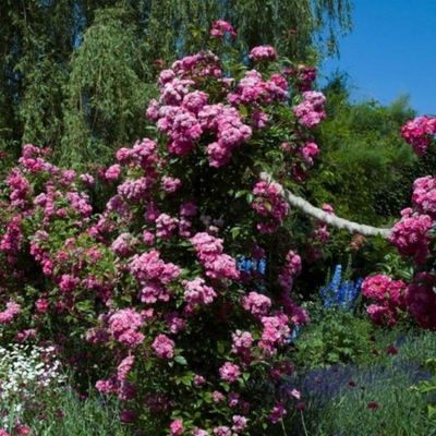 Роза Бревуд Белль (Brewood Belle), ОКС, Россия