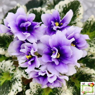 Р-Дурман (В. Зуб) 2020 г. (лист с детками укоренённый)