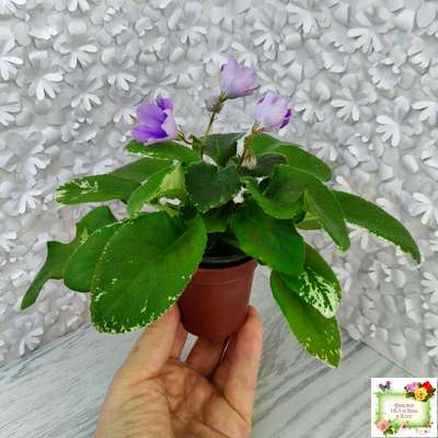 LV-Птичка, Лети! (Л. Шевелева) (лист посажен 21.10.25)