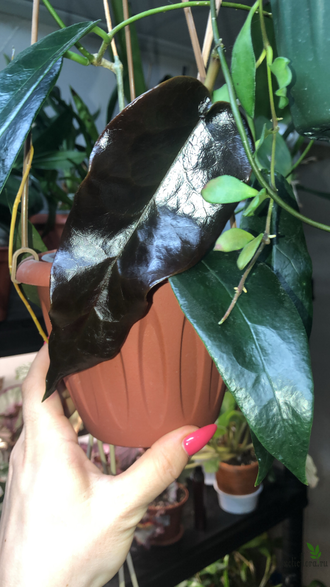 Hoya cv. Kaimuki