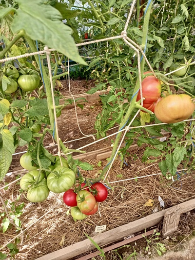 Томат София Бордо (Sofia Bordo)