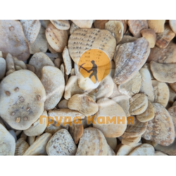 Морская ракушка