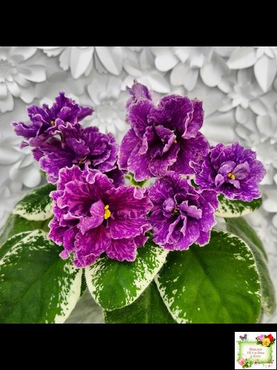 SV-Космические Ежи (С. Суворова) 2021 г.