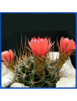 Lobivia ducis - pauli