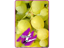 Парфюм (укоренённый черенок)