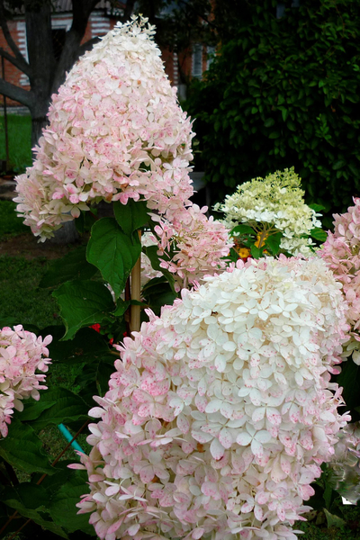 Гортензия метельчатая Phantom