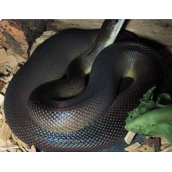 Питон водяной австралийский (Liasis fuscus)