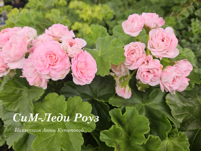 Пеларгония СиМ-Леди Роуз