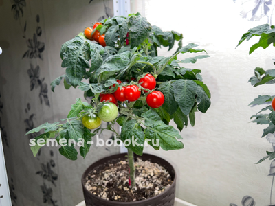 Томат Micro Tom  (Микро Том), 10 шт