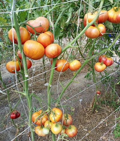 Холли 12 середина августа, первую кисть сняла в конце июля