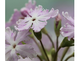 Primula sieboldii Kozagura Genyi
