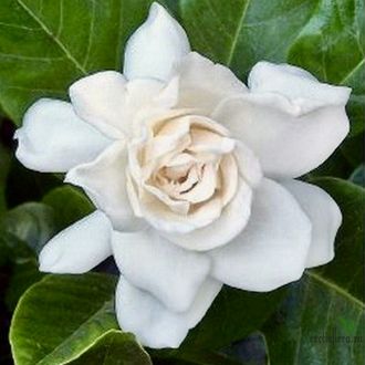 Gardenia sp. Australia