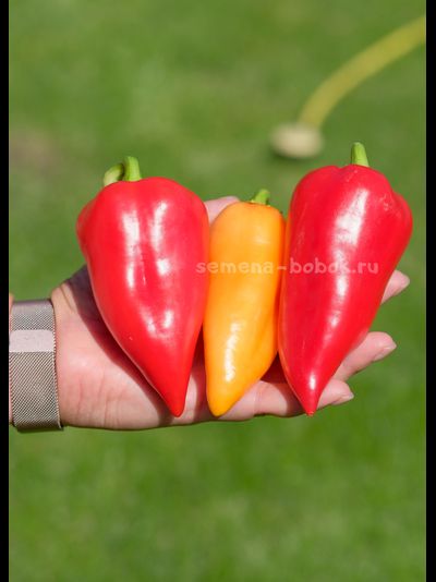 Перец сладкий Испанский Рико, 10 шт