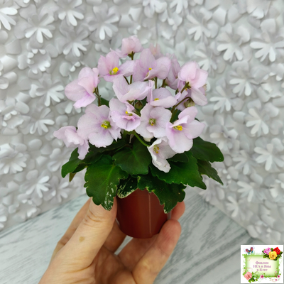 Morgan's Ivy League (C.Eros) (пестролистный гёрл)