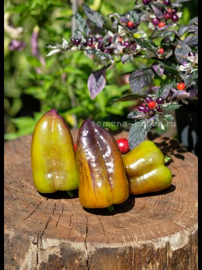 Перец сладкий Синильга, 10 шт