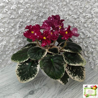 Rivermist Zeeva (J. Baker) (лист посажен 27/01/26)