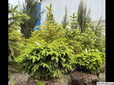 Ель колючая Биалобок - фото в ландшафте - красовский-сад.рф