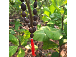 Четки из Лотоса Индия