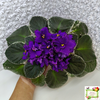 РМ-Черный Оникс (Н. Скорнякова) 2023 г.