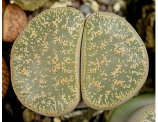 ЛИТОПСЫ семена (Lithops seeds) - Lithops lesliei (Литопс Лесли)