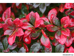 Барбарис Ред Джевел - Red Juwel