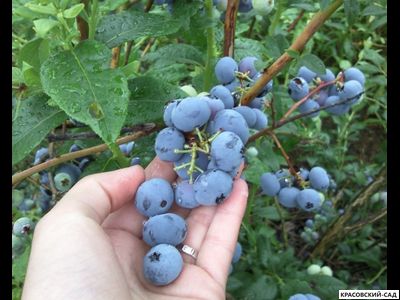 Голубика Блуэтта - Bluetta