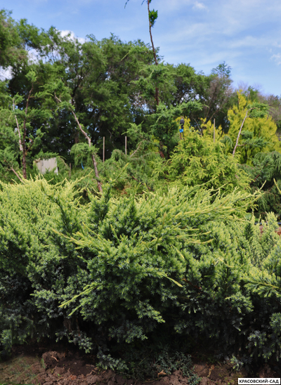 Можжевельник Холгер - Holger