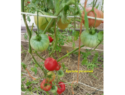 Томат Бренди розовый