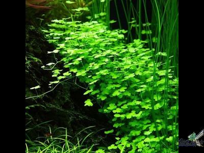 Гидрокотила Трипартита