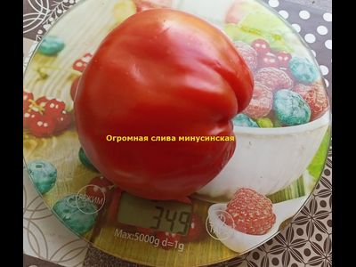 Томат Минусинская огромная слива