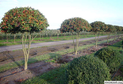 Ниваки - Бонсай садовый Боярышник сливолистный
