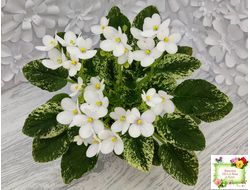 Alan’s Fallen Angel (A.Murphy) трейлер