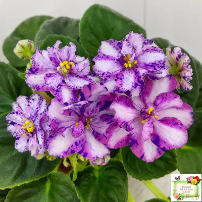 МК-Ветер Перемен Люкс химера (пасынок укоренённый из цветоноса)