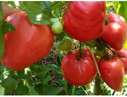 Томат Домашние сердца от Гонсиоровских