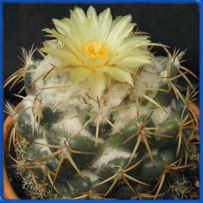 Coryphantha andreae