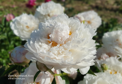 Пион Полярник