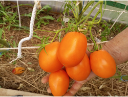 Томат Золото Колчака