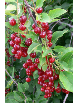 Черемуха Виргинская