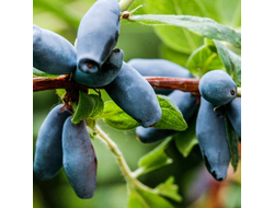 Тола (жимолость), 1-2года, ЗКС