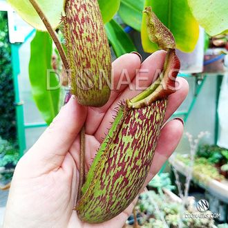 Nepenthes maxima x veitchii