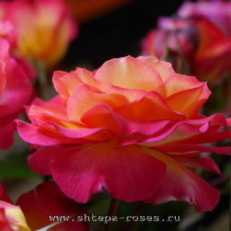 Ле Рози де ля Мемуар