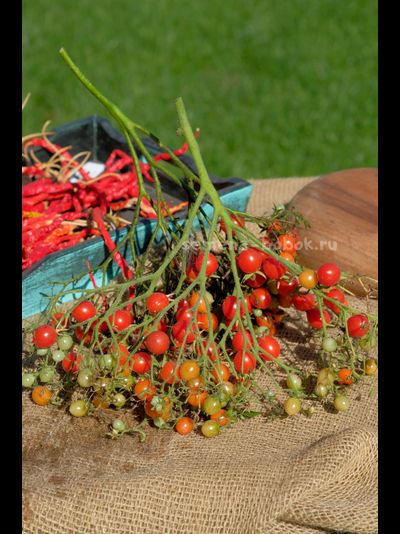 Томат Myrium (Муриям), 10 шт