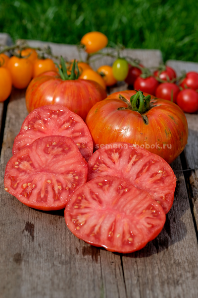 Томат Dwarf Firebird Sweet (Гном Жар-птица сладкая), 10 шт