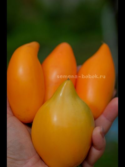 Томат Orange Walk (Оранжевая Прогулка), 10 шт