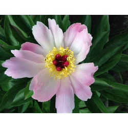 Пион Pink Dogwood Whisper(Пинк Догвуд Виспер)