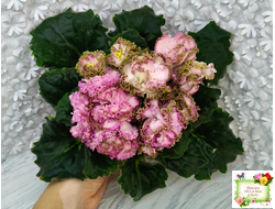 ЛЕ-Медуница (Е. Лебецкая) 2020 г.